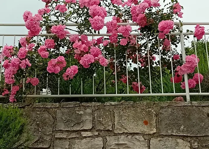 Heidi * 波尔托罗